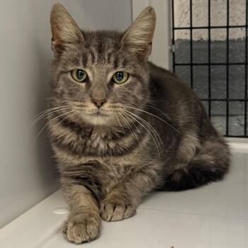 Dusk -  Domestic Short Hair Cat for Adoption in Trenton, New Jersey - Dusk | PetCurious