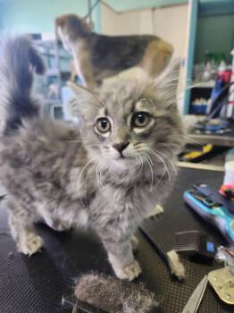 Popper -  Domestic Long Hair Cat for Adoption in Crossville, Tennessee - Popper | PetCurious