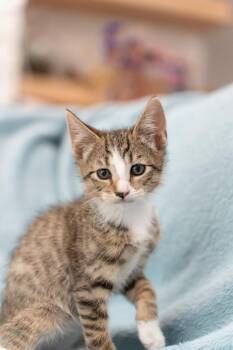 Rescue Domestic Short Hair Cats for Adoption in Davis, California - Pattern | PetCurious