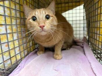 Domestic Short Hair Cats Available for Adoption in Honolulu, Hawaii - Cheese | PetCurious