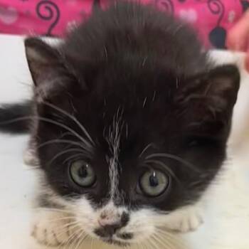 CHICO -  Domestic Short Hair Cat Available for Adoption in Elizabethton, Tennessee - CHICO | PetCurious