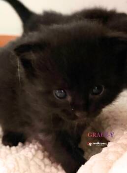 Storm Survivors:  Grace-Y aka Phoenix -  Domestic Short Hair Cat for Adoption in Council Bluffs, Iowa - Storm Survivors:  Grace-Y Aka Phoenix | PetCurious