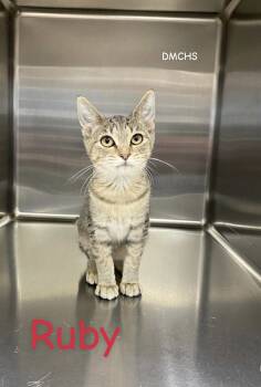 Rescue Domestic Short Hair Cats for Adoption in Burlington, Iowa - Ruby | PetCurious