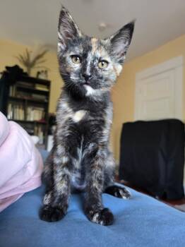 Duchess -  Domestic Short Hair Cat for Adoption in South Pasadena, California - Duchess | PetCurious
