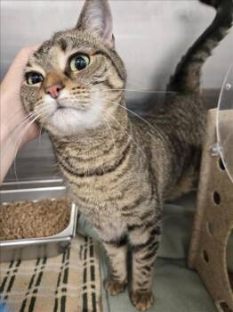 Rescue Domestic Short Hair Cats for Adoption in Hagerstown, Maryland - CUDDLES | PetCurious