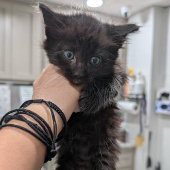 Queso -  Domestic Short Hair Cat for Adoption in Buchanan Dam, Texas - Queso | PetCurious