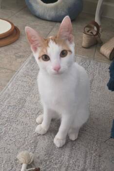 Rescue Turkish Van Cats for Adoption - Fin Bonded To Avery | PetCurious