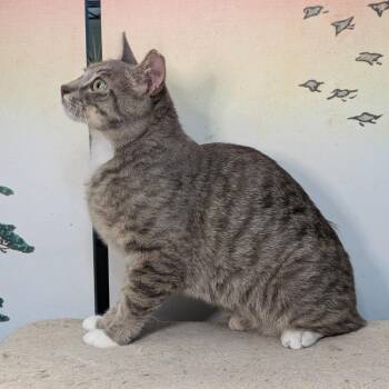 Domestic Short Hair Cats Available for Adoption in Long Beach, California - Jacob | PetCurious
