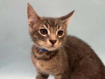 Corncob -  Domestic Short Hair Cat for Adoption in Woodbury, Minnesota - Corncob | PetCurious
