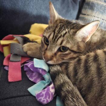 Domestic Short Hair Cats Available for Adoption in Bulverde, Texas - Ozzy | PetCurious
