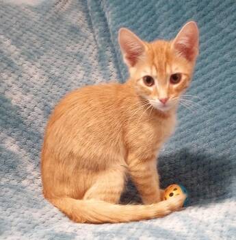 Sunny -  Domestic Short Hair Cat for Adoption in Smithfield, North Carolina - Sunny | PetCurious