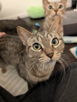 Rescue Domestic Short Hair Cats for Adoption in Sherwood, Oregon - Winifred | PetCurious