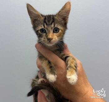 Jolene -  Domestic Short Hair Cat for Adoption in Washington, District Of Columbia - Jolene | PetCurious