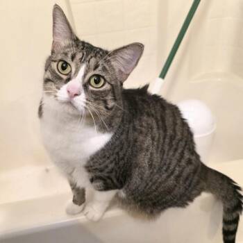 Domestic Short Hair Cats Available for Adoption in Bentonville, Arkansas - Ellie | PetCurious