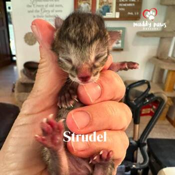 Strudel -  Domestic Short Hair Cat for Adoption in Council Bluffs, Iowa - Strudel | PetCurious