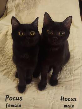 Domestic Short Hair Cats Available for Adoption - Hocus And Pocus | PetCurious