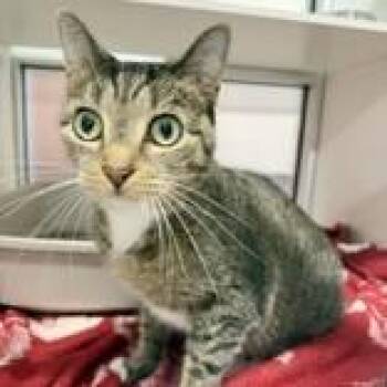 Domestic Short Hair Cats Available for Adoption in Hilliard, Ohio - Ariel | PetCurious