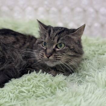 Domestic Medium Hair Cats Available for Adoption - Dixie Cup | PetCurious