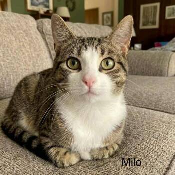 Tabby and Domestic Short Hair Cats Available for Adoption in Wyandotte, Michigan - Milo | PetCurious