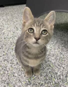 Frankie -  Domestic Short Hair Cat for Adoption in Jackson, Michigan - Frankie | PetCurious
