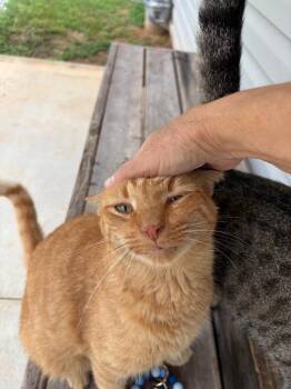 Crayon -  Domestic Short Hair Cat for Adoption in Clinton, South Carolina - Crayon | PetCurious