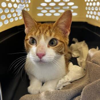 Domestic Short Hair Cats Available for Adoption - Brady | PetCurious