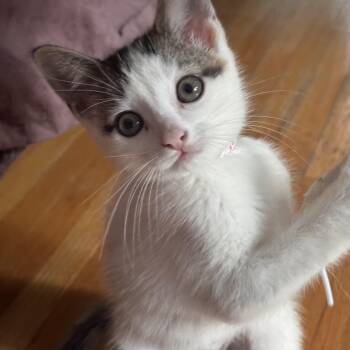 Maleficent -  Domestic Medium Hair Cat for Adoption in Ontario, New York - Maleficent | PetCurious