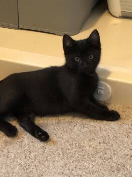 Ebony (foster cat) -  Domestic Short Hair Cat for Adoption in Littlestown, Pennsylvania - Ebony (foster Cat) | PetCurious