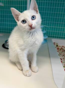 26-25 Pinky -  Domestic Short Hair Cat for Adoption in St. Helens, Oregon - 26-25 Pinky | PetCurious