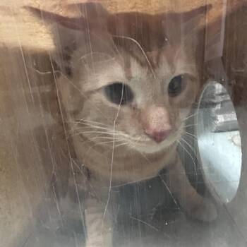 Domestic Short Hair Cats Available for Adoption in Philadelphia, Pennsylvania - King Kang | PetCurious