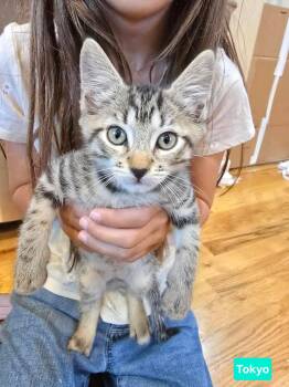 Tokyo -  Domestic Short Hair and Tabby Cat for Adoption in San Antonio, Texas - Tokyo | PetCurious