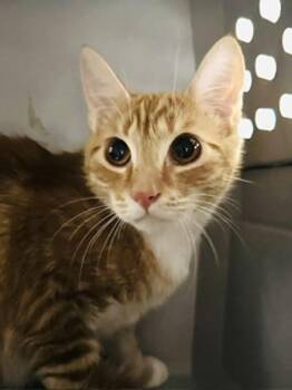 Trick -  Domestic Short Hair Cat for Adoption in Healdsburg, California - Trick | PetCurious
