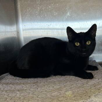 Rescue Domestic Short Hair Cats for Adoption in Washington, Utah - CAMI | PetCurious