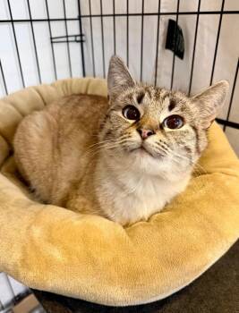 Domestic Short Hair Cats Available for Adoption - Spotted Leaf | PetCurious