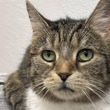 Cookie Monster -  Domestic Short Hair Cat for Adoption in Philadelphia, Pennsylvania - Cookie Monster | PetCurious