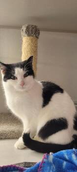 Rescue Domestic Short Hair Cats for Adoption in Cleveland, Ohio - Olivia | PetCurious