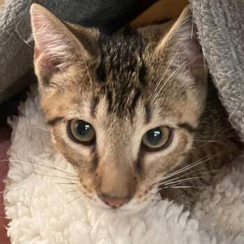Kiara -  Domestic Short Hair Cat for Adoption in New York, New York - Kiara | PetCurious