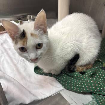 Baby -  Domestic Short Hair Cat for Adoption in Philadelphia, Pennsylvania - Baby | PetCurious