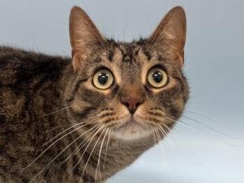 Tigee -  Domestic Short Hair Cat for Adoption in Woodbury, Minnesota - Tigee | PetCurious