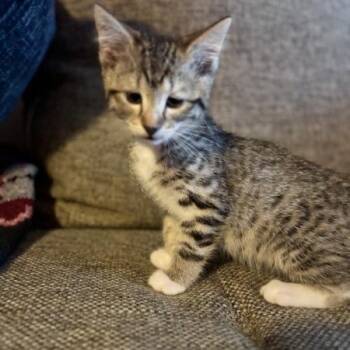 Pearl -  Domestic Short Hair Cat for Adoption in Greenwood, Missouri - Pearl | PetCurious