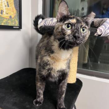 Jam -  Domestic Short Hair Cat for Adoption in Liberty, Missouri - Jam | PetCurious