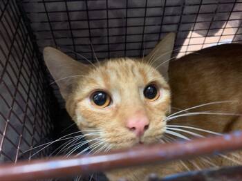 Rescue Domestic Short Hair Cats for Adoption in San Jose, California - A1394979 | PetCurious