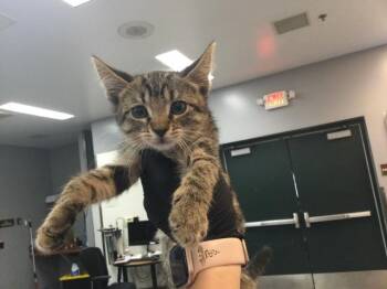 Domestic Short Hair Cats Available for Adoption in Thousand Palms, California - A1912588 | PetCurious