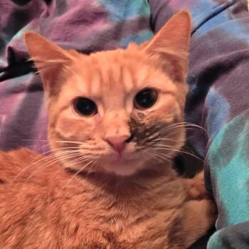 Domestic Short Hair Cats Available for Adoption - Phoenix | PetCurious