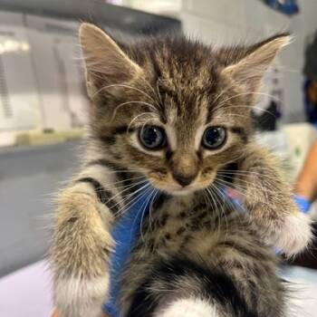 Rescue Domestic Short Hair Cats for Adoption in Morton Grove, Illinois - Sassette | PetCurious