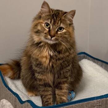 Domestic Medium Hair Cats Available for Adoption - Cerebellum | PetCurious