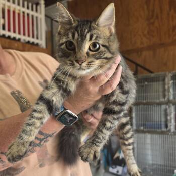Pepe -  Domestic Medium Hair Cat for Adoption in Hattiesburg, Mississippi - Pepe | PetCurious