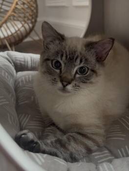 Domestic Short Hair and Siamese Cats Available for Adoption - Zoe | PetCurious