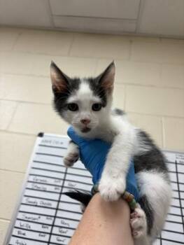 Domestic Short Hair Cats Available for Adoption in Westland, Michigan - Gihdorah | PetCurious