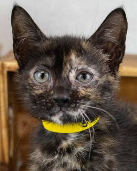 Susan -  Domestic Short Hair and Tortoiseshell Cat for Adoption in Kennesaw, Georgia - Susan | PetCurious